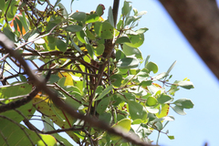 Loranthaceae