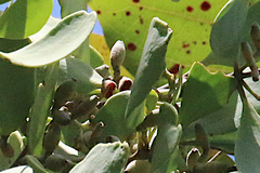 Loranthaceae