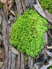 Pyrrhobryum paramattense