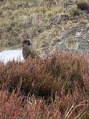Nestor notabilis