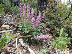 Lupinus cervinus