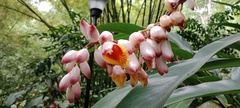 Alpinia