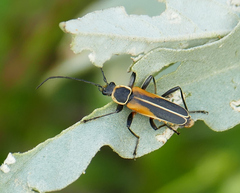 Chauliognathus opacus