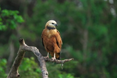 Busarellus nigricollis
