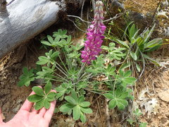 Lupinus cervinus