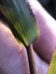 Dichanthelium erectifolium