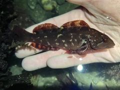 Hexagrammos lagocephalus