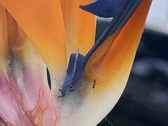 Strelitzia