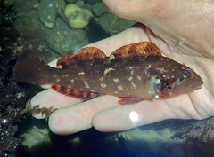 Hexagrammos lagocephalus