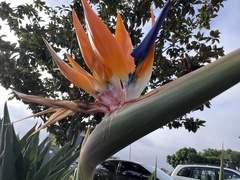 Strelitzia