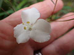 Libertia