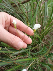 Libertia