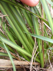 Libertia