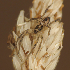 Anyphaena