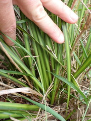 Libertia