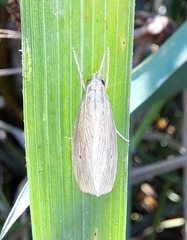 Diatraea