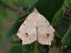 Frederickia flaviterminata