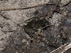 Litoria meiriana