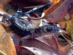 Plethodon metcalfi