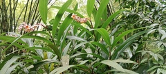 Alpinia