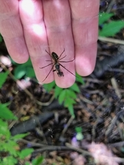 Leucauge dromedaria