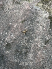 Teleogryllus mitratus