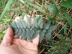 Polystichum neozelandicum