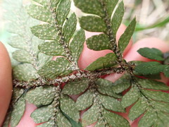 Polystichum neozelandicum