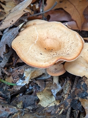Paralepista gilva