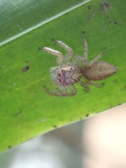 Opisthoncus polyphemus