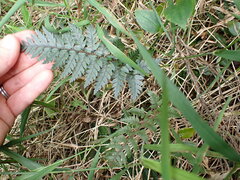 Polystichum neozelandicum