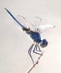 Urothemis edwardsii