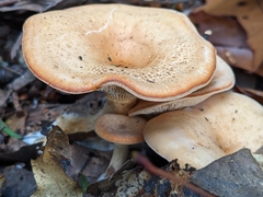 Paralepista gilva