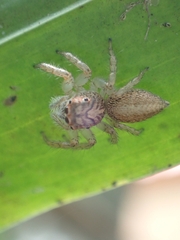 Opisthoncus polyphemus