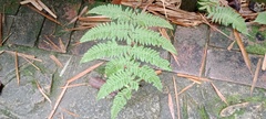 Macrothelypteris