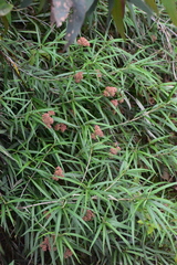 Ozothamnus argophyllus