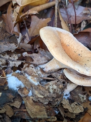 Paralepista gilva