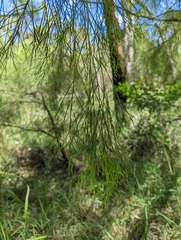 Exocarpos cupressiformis