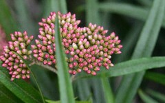 Ozothamnus argophyllus