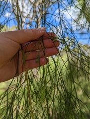 Exocarpos cupressiformis