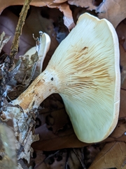Paralepista gilva