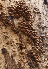 Porodisculus pendulus