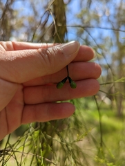 Exocarpos cupressiformis