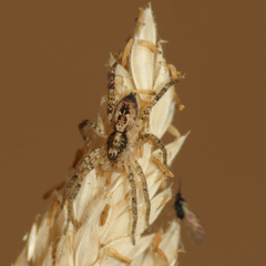 Anyphaena