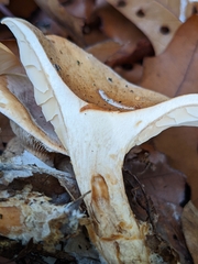 Paralepista gilva