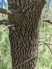 Exocarpos cupressiformis