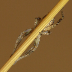 Anyphaena