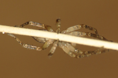 Anyphaena