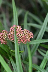 Ozothamnus argophyllus