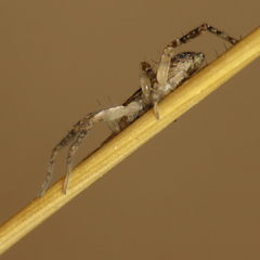 Anyphaena